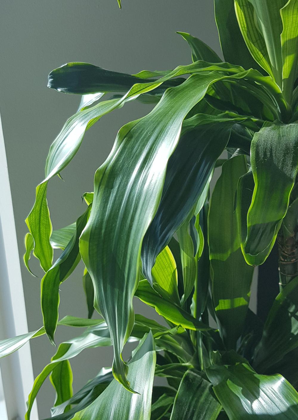 Ask A Question Forum Dracaena Wavy Curled Leaves Health Plant What Might Be The Reason Garden Org