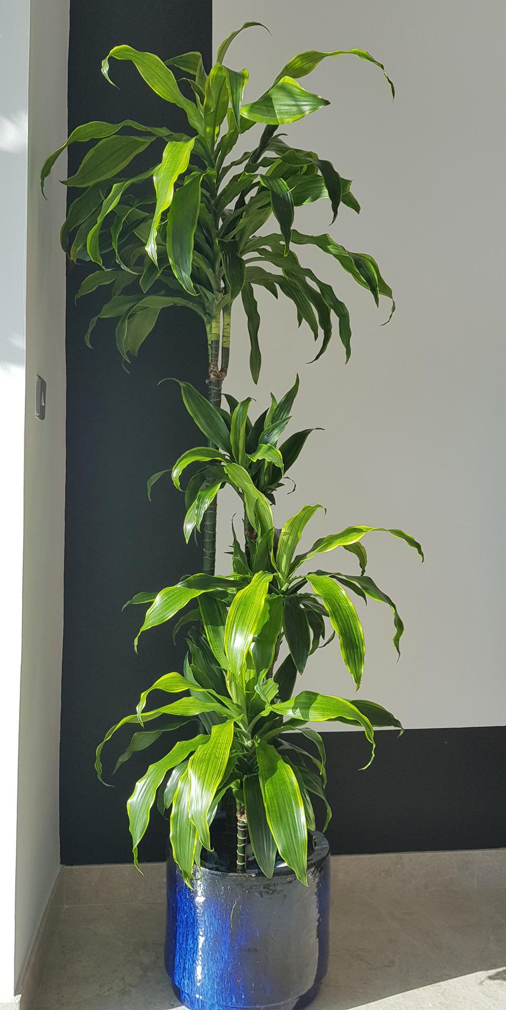 Ask A Question Forum Dracaena Wavy Curled Leaves Health Plant What Might Be The Reason Garden Org