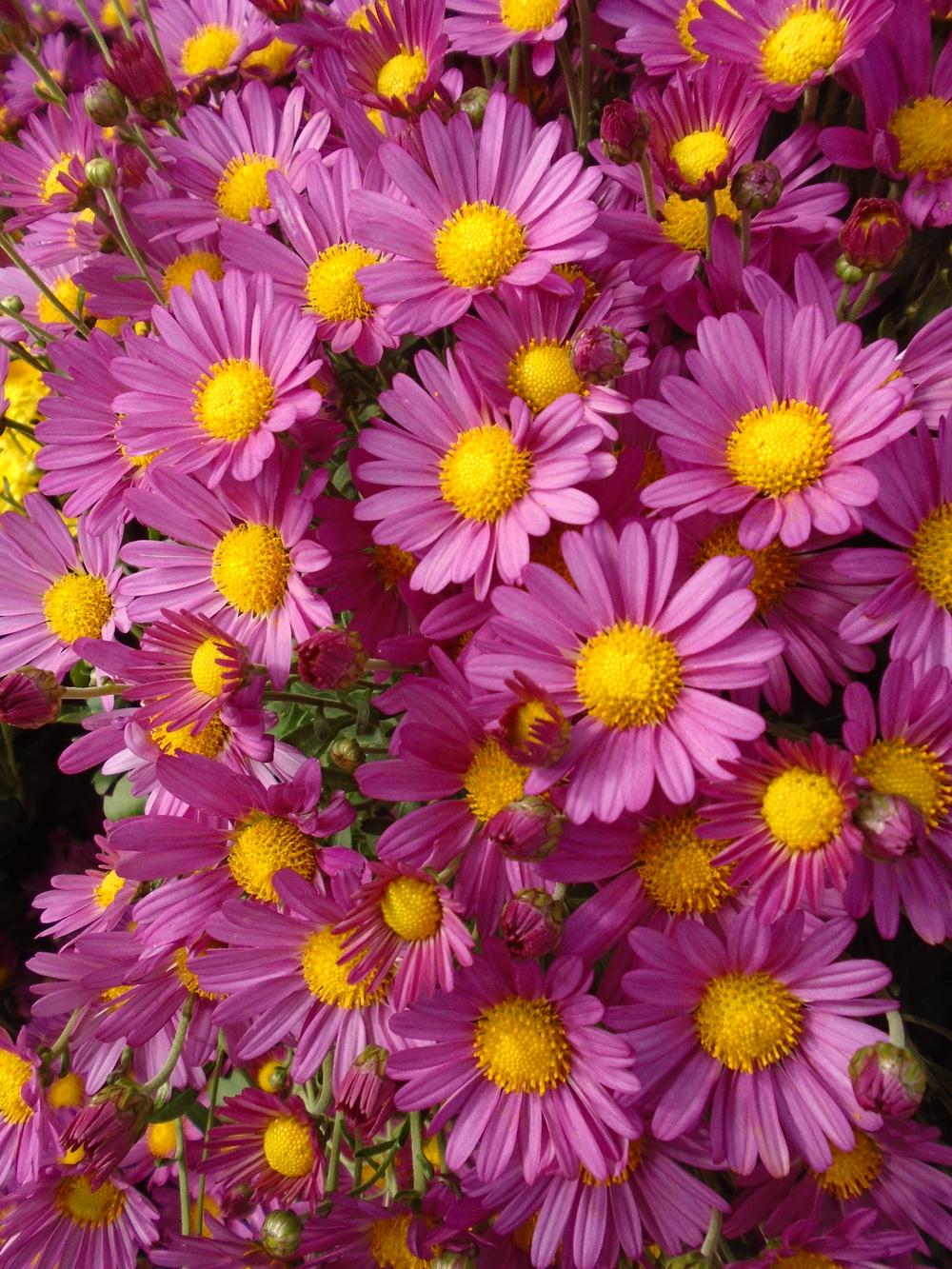 Garden Mum (Chrysanthemum 'Amphion Purple')