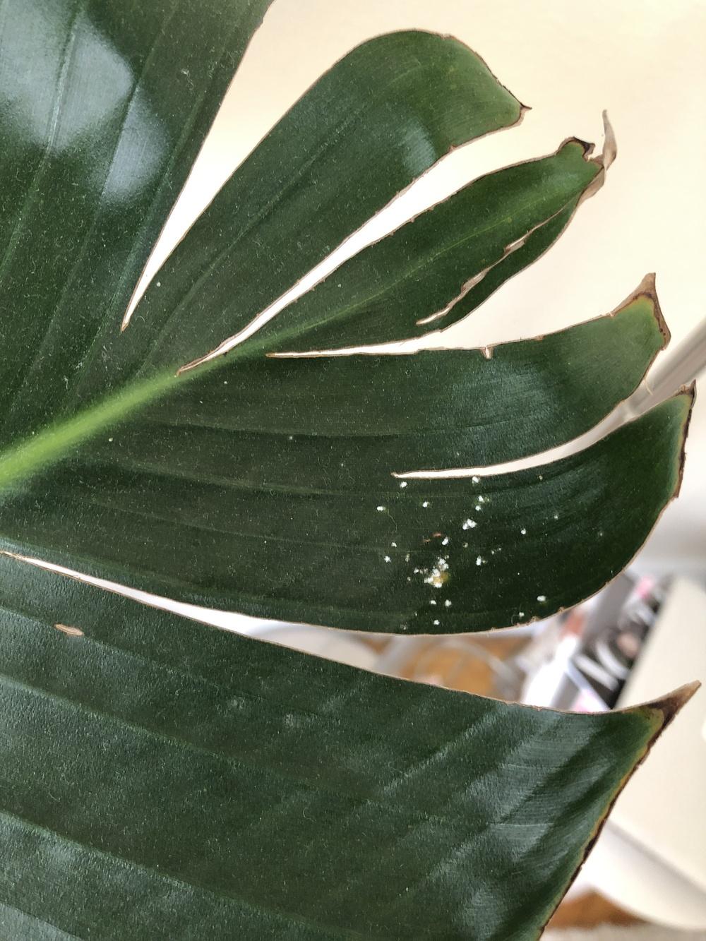 Bird of Paradise has white spots and webs, plus more in the Houseplants