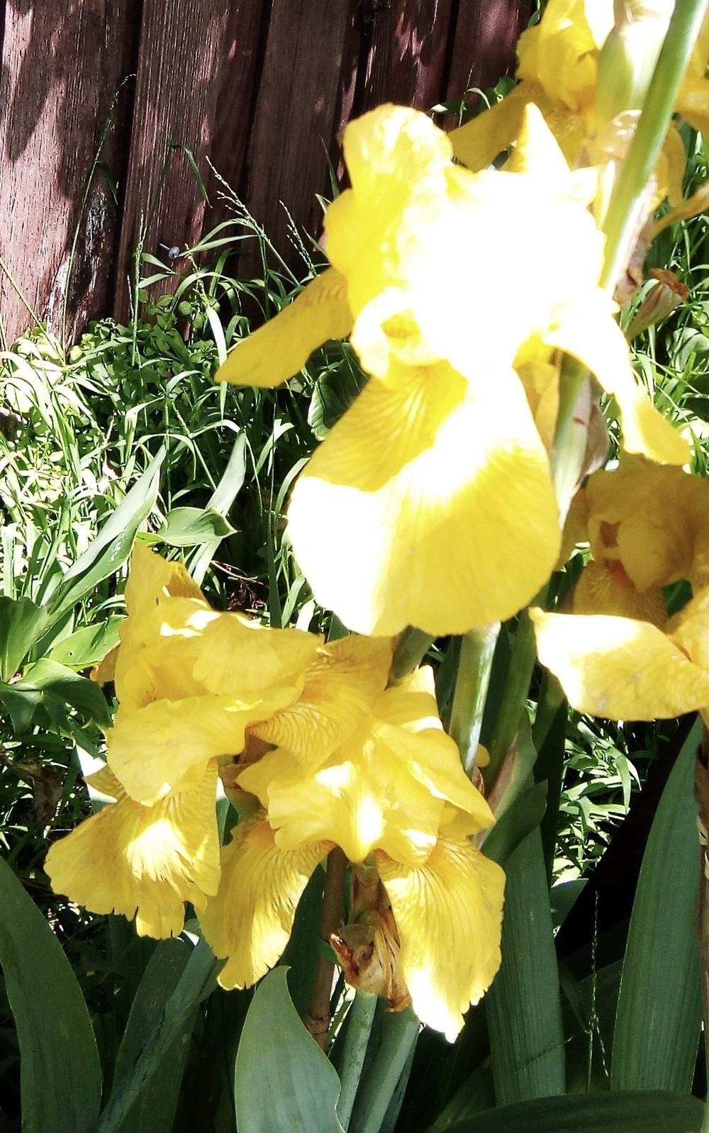 Download Tall Bearded Iris (Iris 'Golden Majesty') in the Irises Database - Garden.org