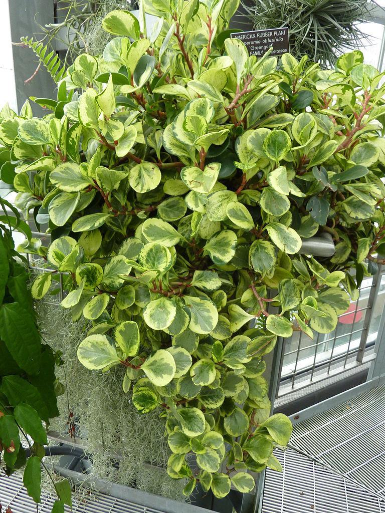 Photo of the entire plant of Spoonleaf Peperomia (Peperomia