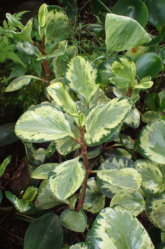 Spoonleaf Peperomia (Peperomia magnoliifolia 'Golden Gate')