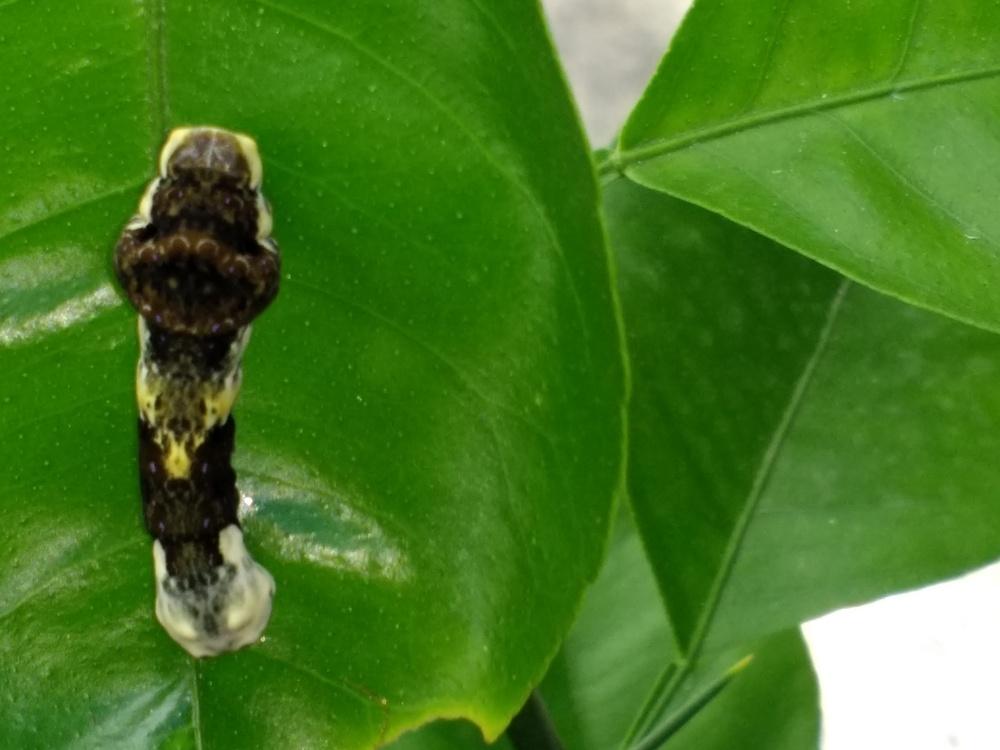Giant swallow tail caterpillar on citrus plant in Giant Swallowtail