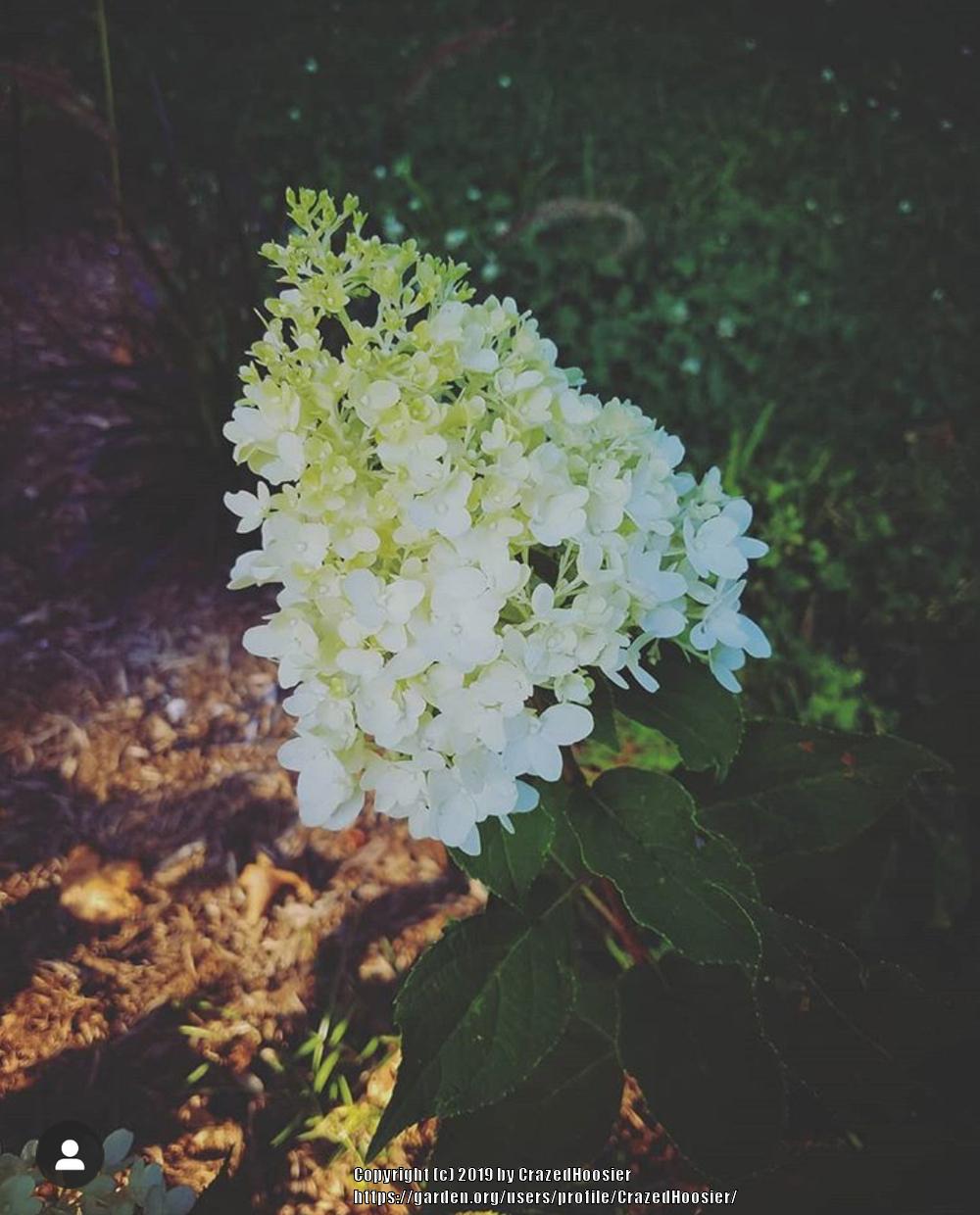 Hydrangea (Hydrangea paniculata Candy Apple™) in the Hydrangeas Database