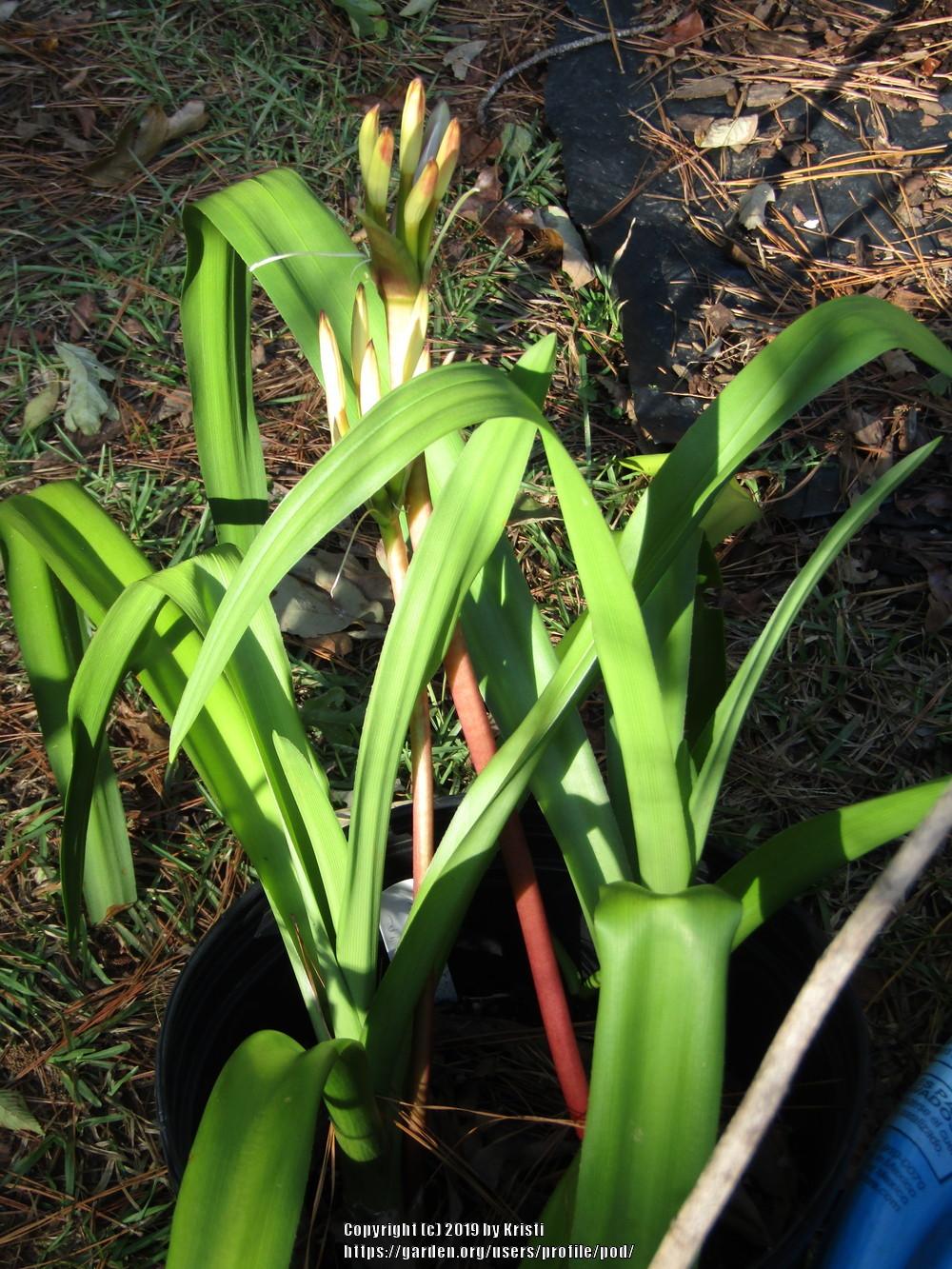 Photo of the stem, scape, stalk or bark of Crinum Lily (Crinum
