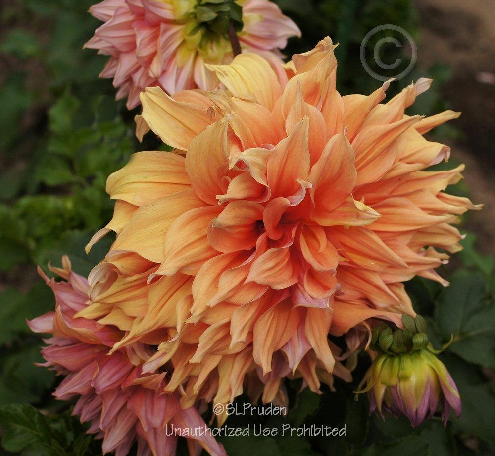 Photo of the bloom of Dahlia 'Sherwood's Peach' posted by DaylilySLP
