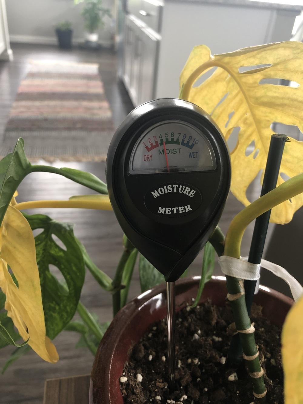 Swiss Cheese Plant with Yellowing Leaves in the Houseplants forum