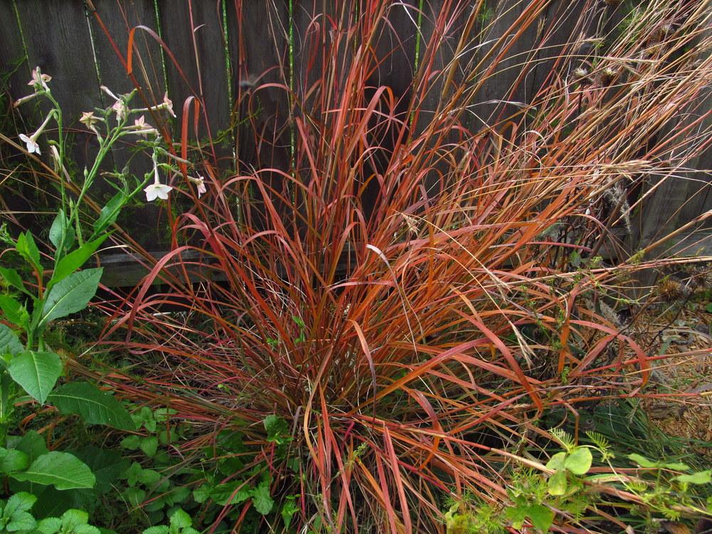 Big Bluestem (Andropogon gerardii 'Dancing Wind') in the Bluestem