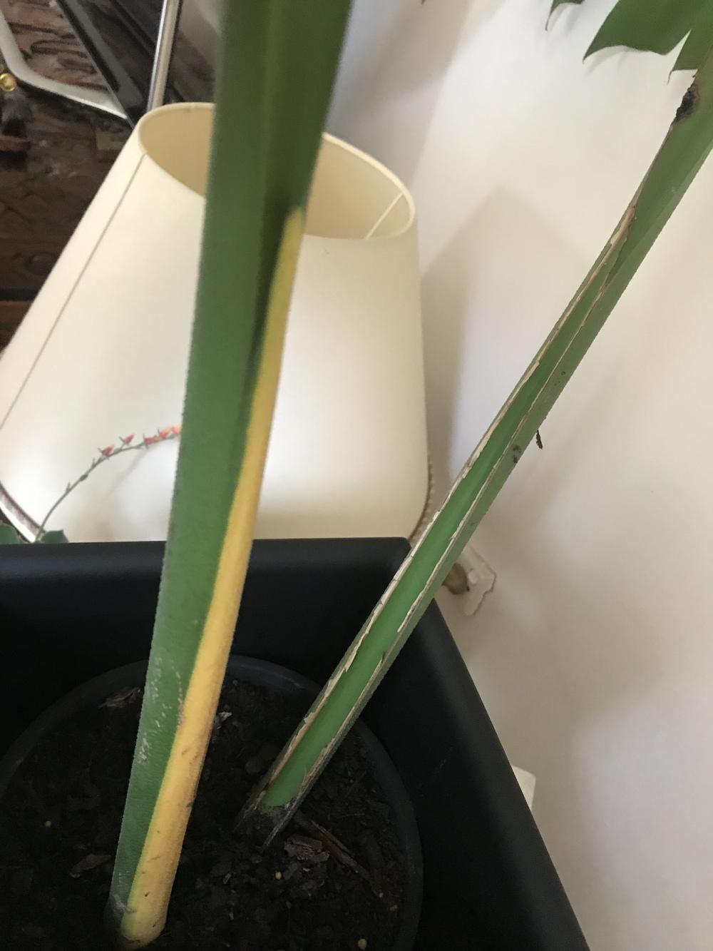 Ask A Question Forum Monstera Yellow Stem Garden Org