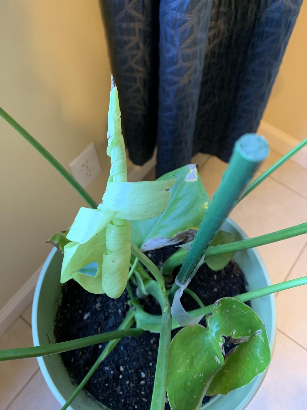 Swiss Cheese Plant Struggling in the Ask a Question forum