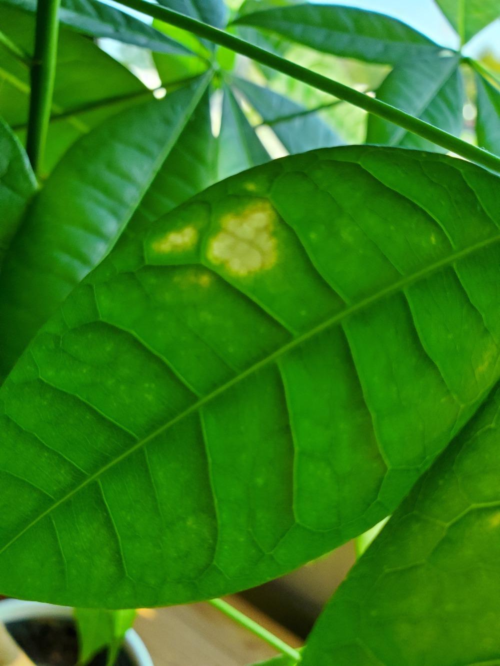 Ask A Question Forum Money Plant Has Yellow And Gray Spots And White Soil Help Garden Org