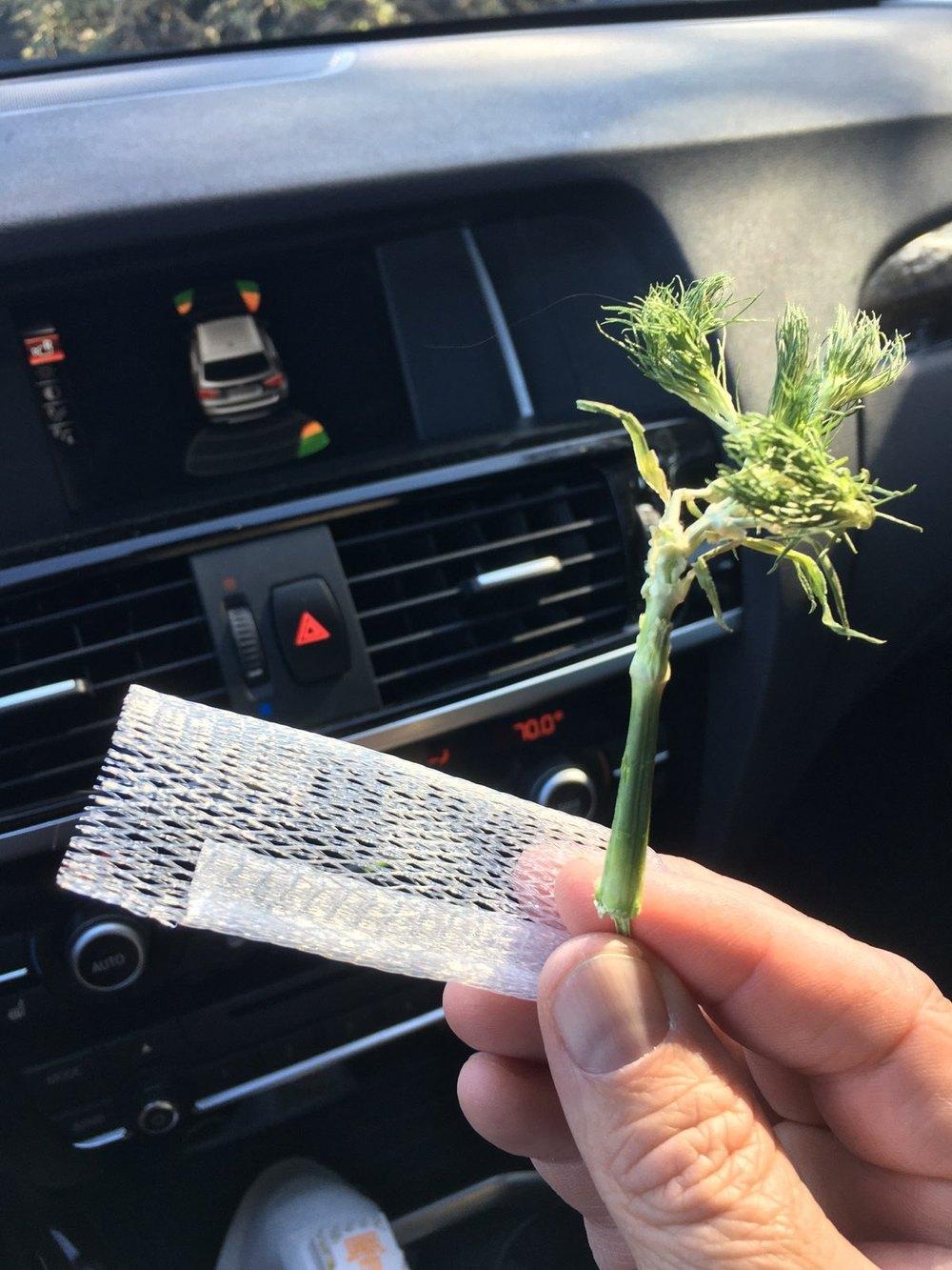 My dogs ate a plant from a Bouq arrangement and I was wondering if you