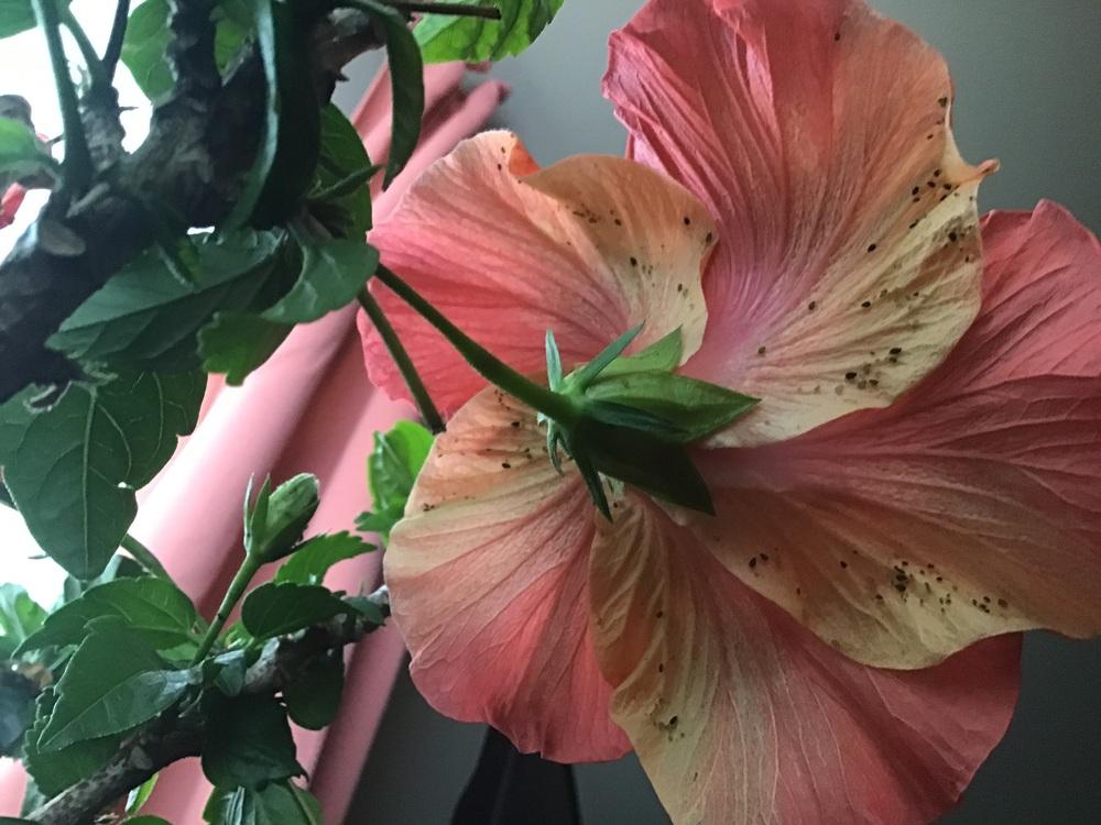 Black, powdery spots on hibiscus flowers in the Ask a Question forum