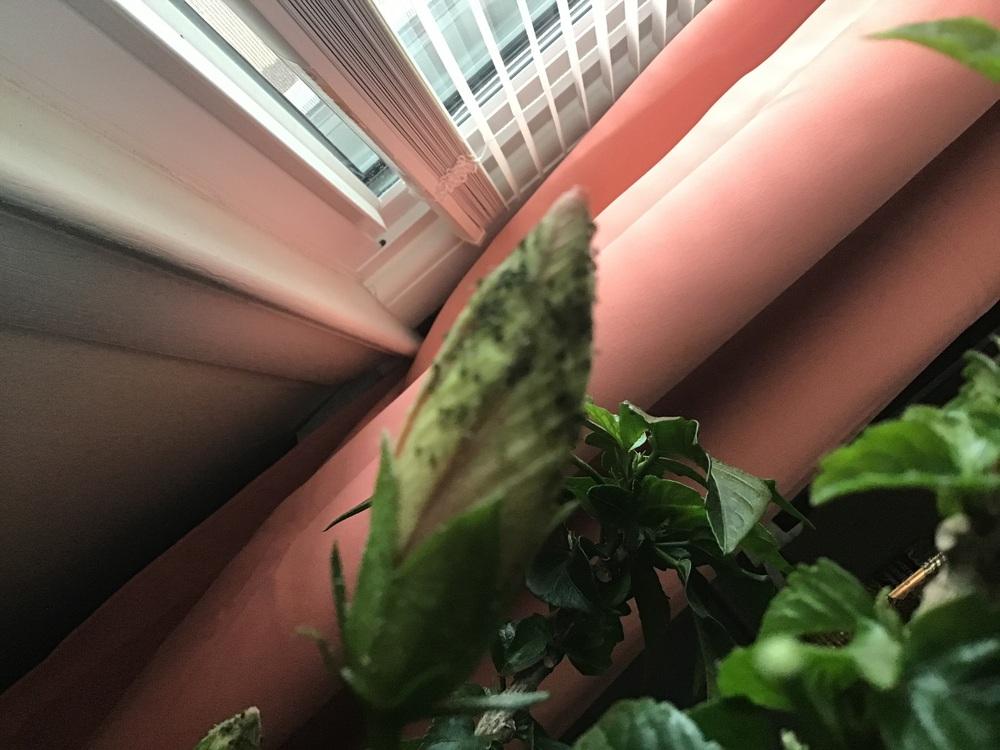 Black, powdery spots on hibiscus flowers in the Ask a Question forum