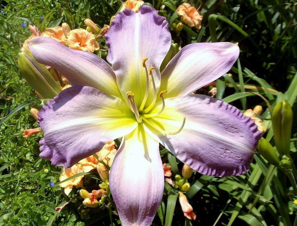 Photo of the bloom of Daylily (Hemerocallis 'Blue Dolphin') posted by celestialrose