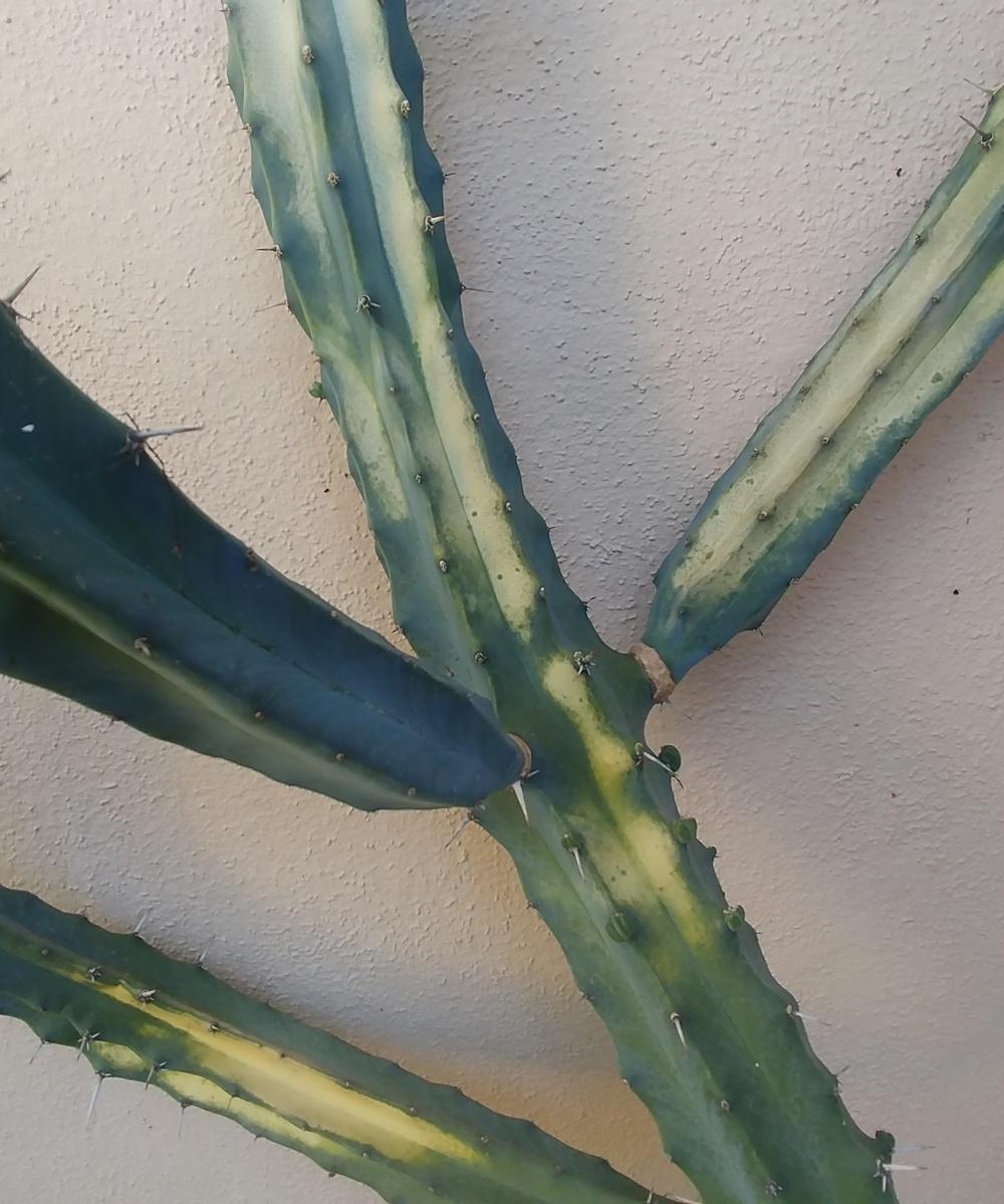 Cactus losing color in some areas in the Ask a Question forum - Garden.org