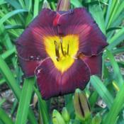 Location: central New HampshireDate: 2019-07-18