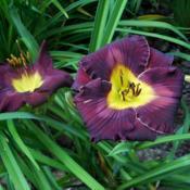 Location: central New HampshireDate: 2019-07-21