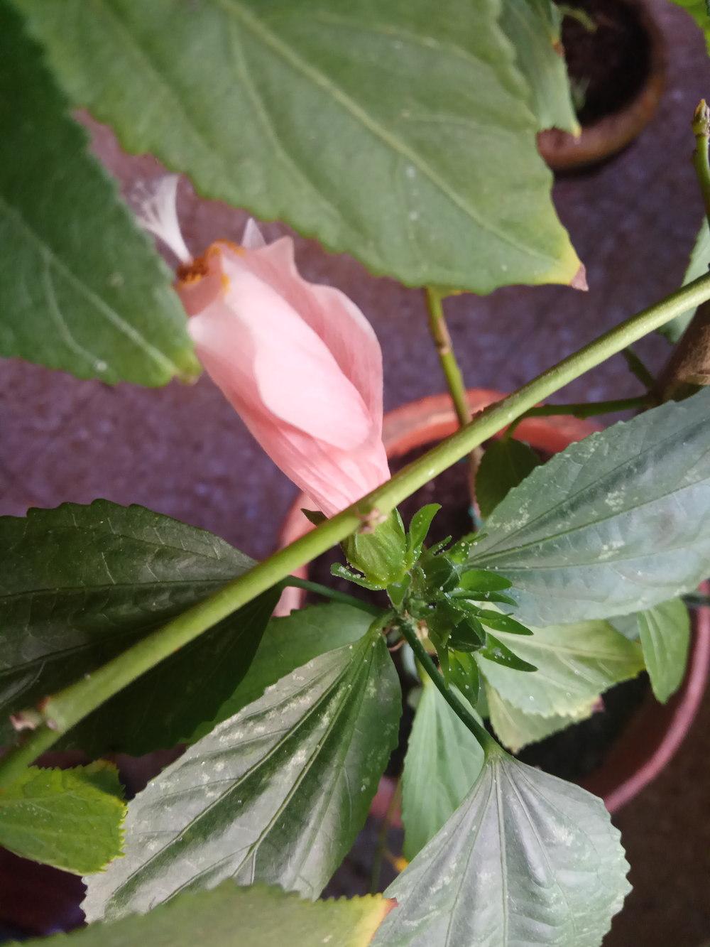 hibiscus flowers don't open in the Hibiscus forum