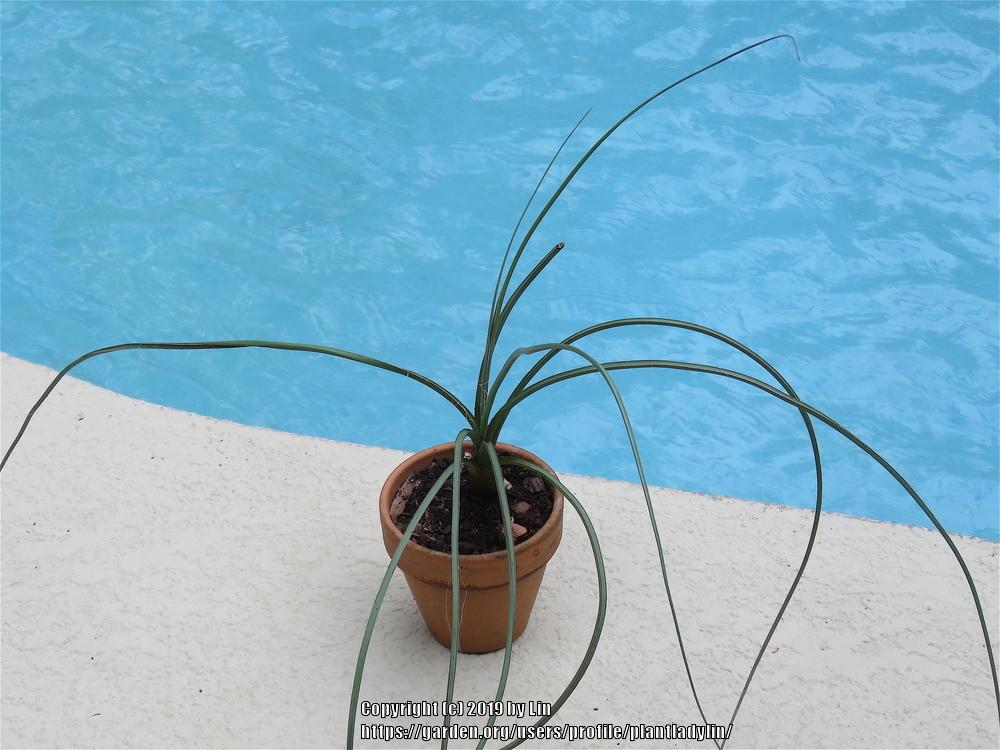 NightBlooming False Yucca (Hesperaloe nocturna)