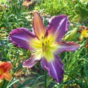 Location: central New HampshireDate: 2016-07-22