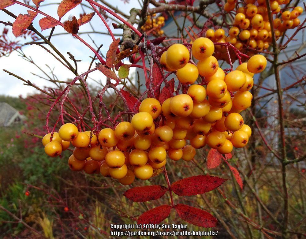 Photo of the fruit of Rowan (Sorbus 'Copper Kettle') posted by
