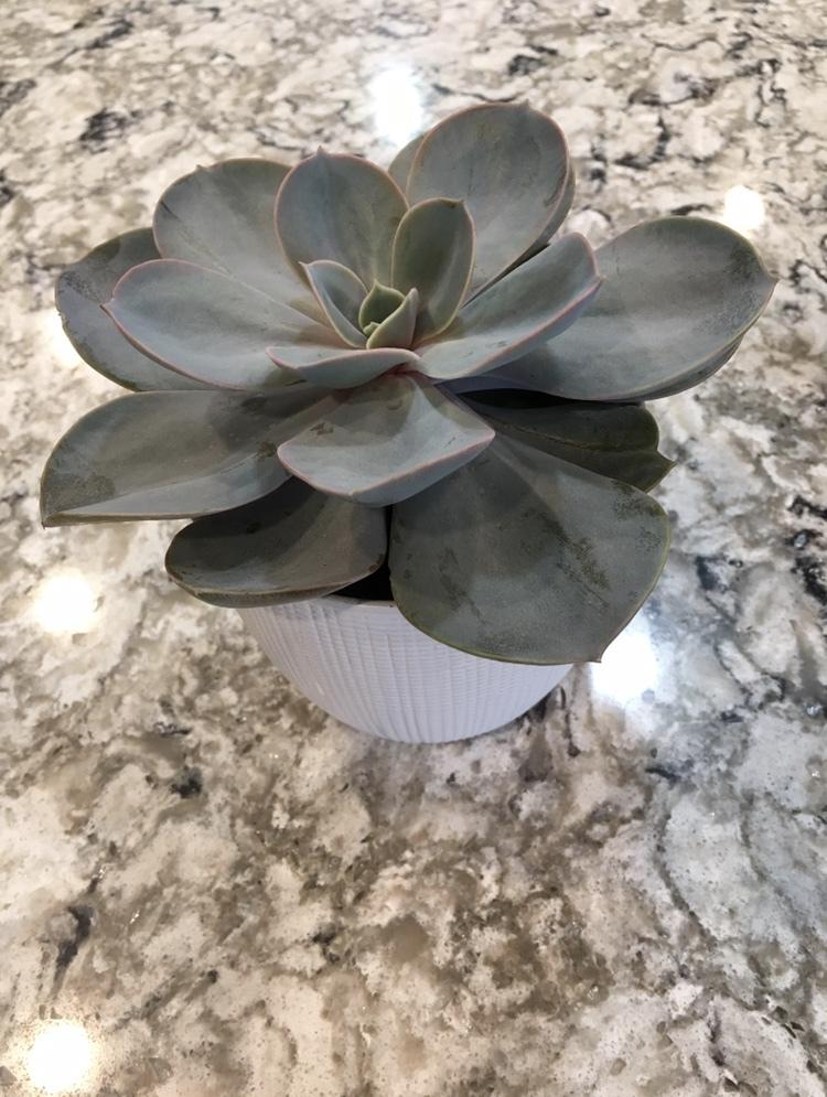 Why is my plant growing so tall in the Ask a Question forum