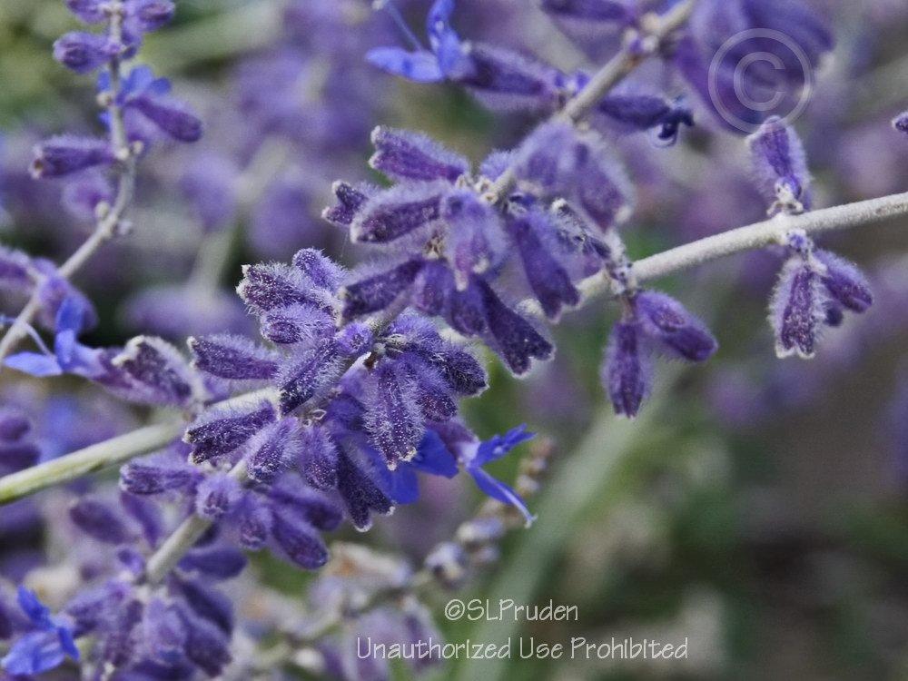 Russian Sages Plant Care and Collection of Varieties