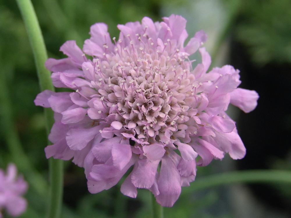 Photo of the bloom of Pincushion Flower (Scabiosa columbaria 'Pink Mist