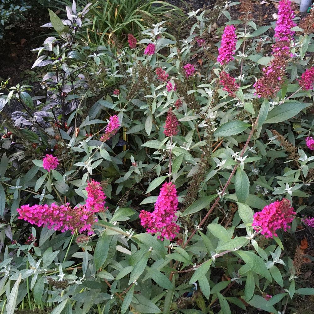 Photo of the entire plant of Butterfly Bush (Buddleja davidii Buzz™ Hot