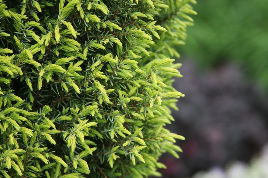 Juniper (Juniperus communis 'Gold Cone')
