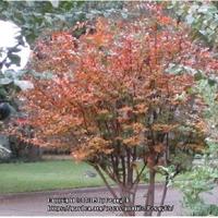 Myrtles Raspberry Crape Myrtle (Lagerstroemia indica Raspberry Sundae®) in the Crepe ...