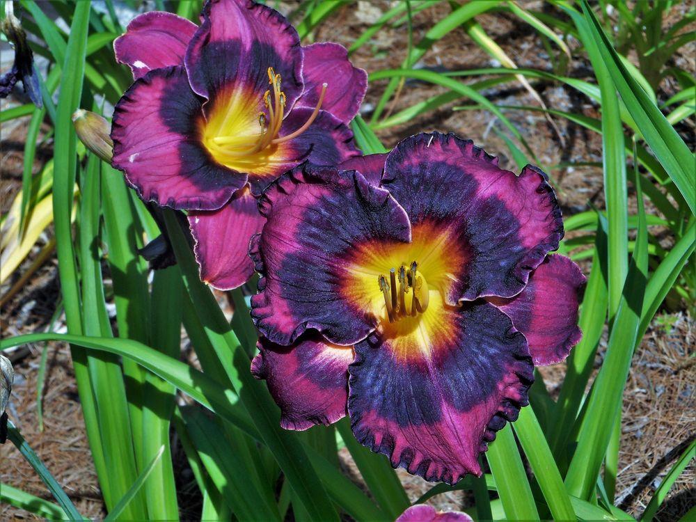 Daylily (Hemerocallis 'Incendiary') in the Daylilies Database