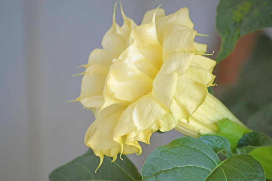 Devil's Trumpet (Datura metel 'Triple Yellow')