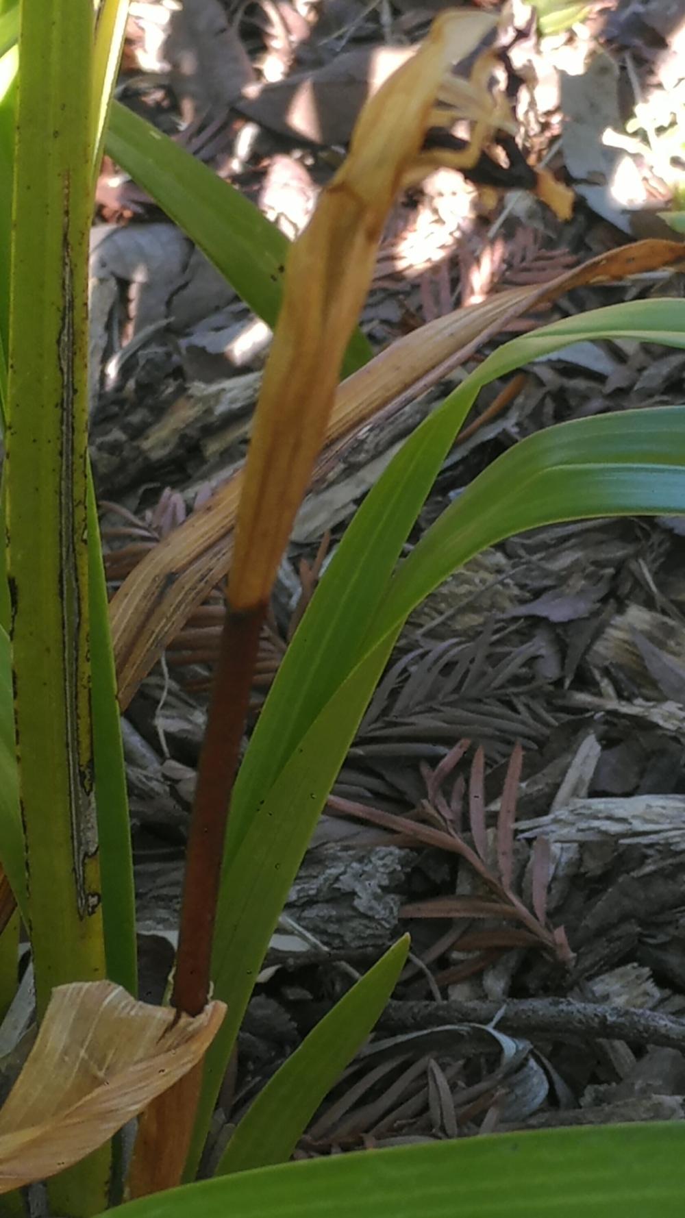 Why are my flower stalks brown and dead? in the Daylilies forum