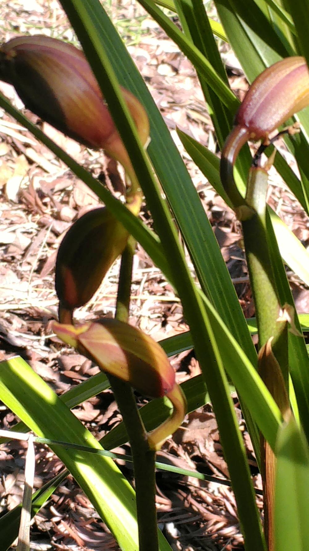 Why are my flower stalks brown and dead? in the Daylilies forum