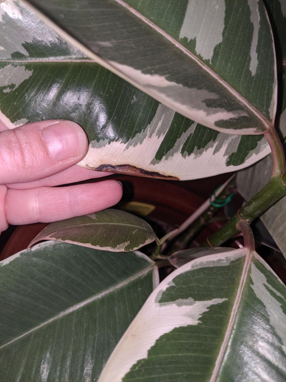 Variegated Rubber plant spots in the Ask a Question forum