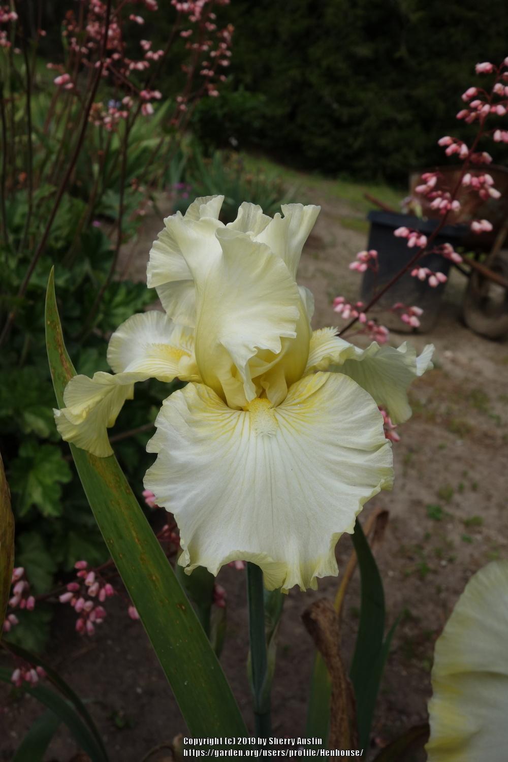 Photo of the bloom of Tall Bearded Iris (Iris 'Silk and Honey') posted by Henhouse