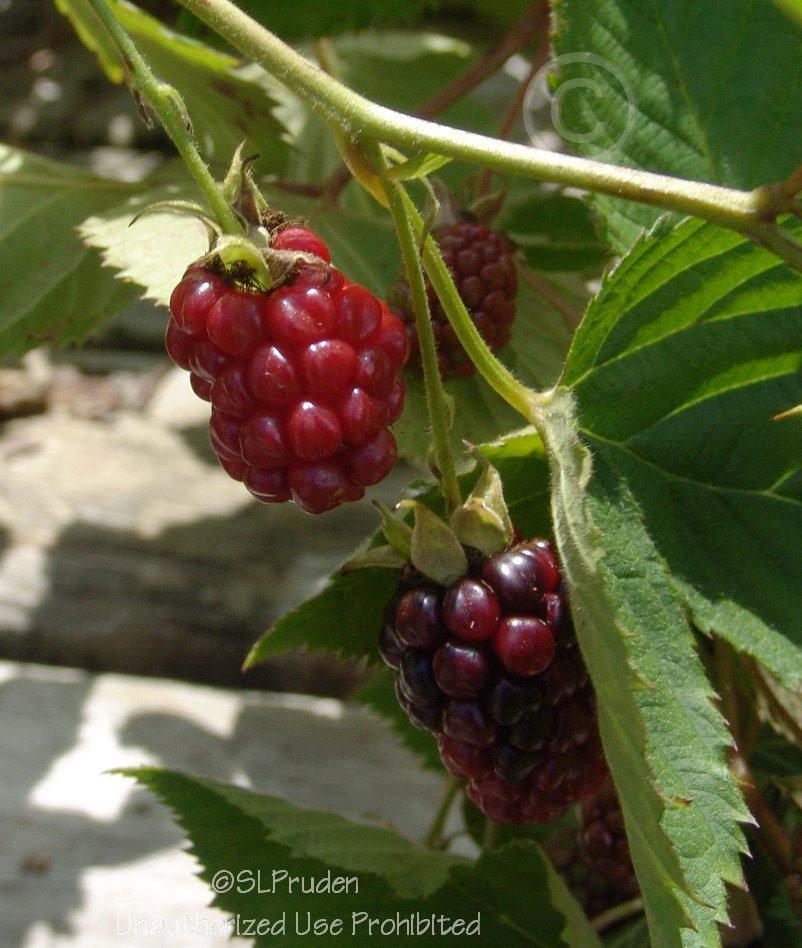 Photo of the fruit of Thornless Blackberry (Rubus 'Navaho') posted by