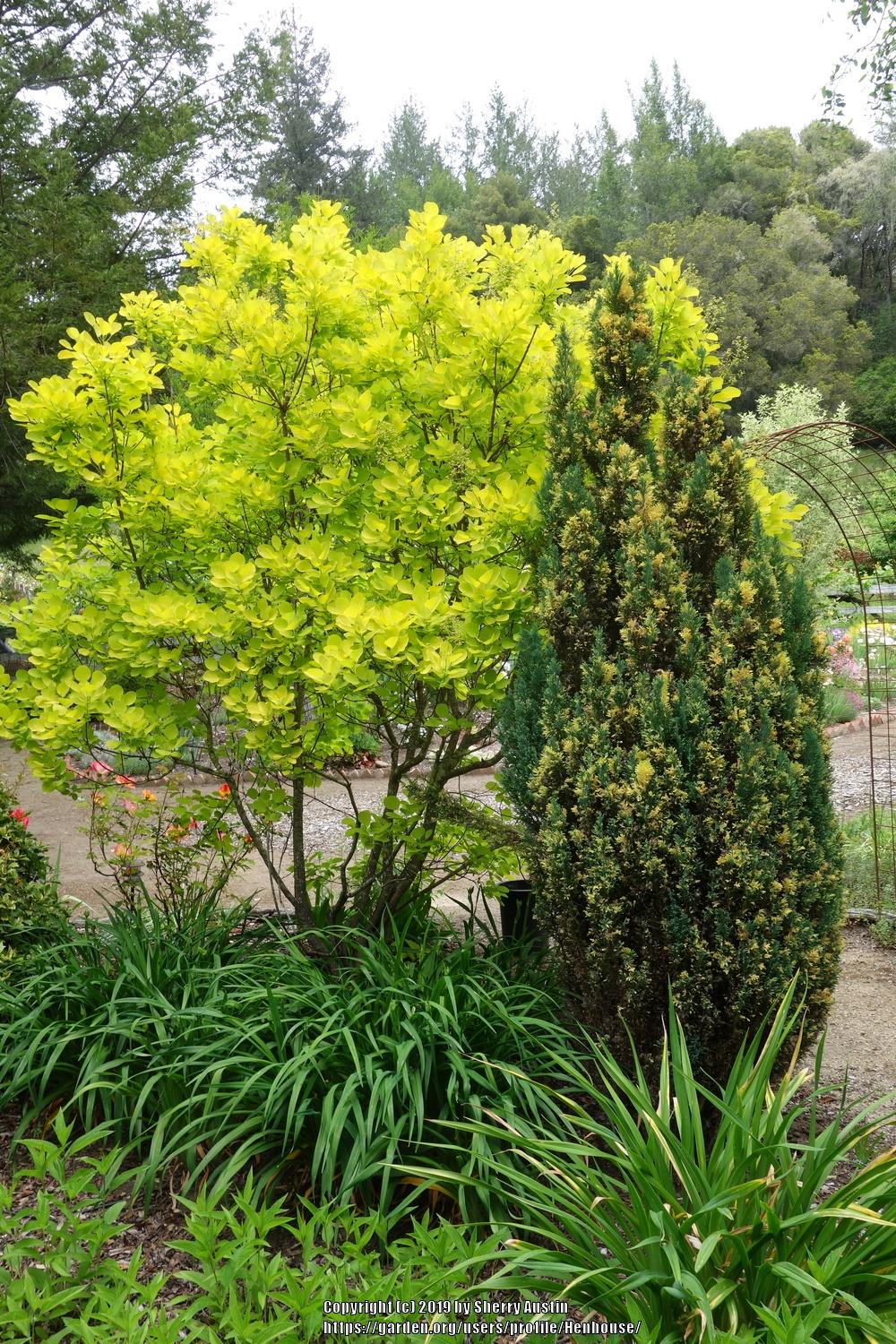 cotinus coggygria golden spirit