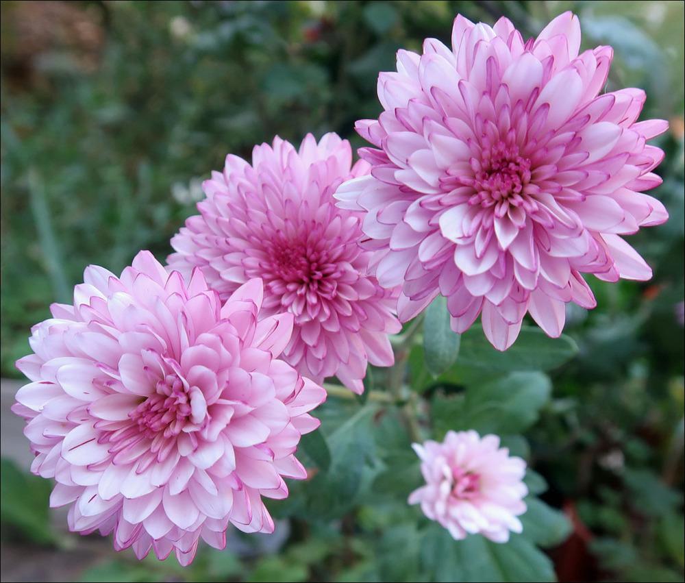 Spray Mum (Chrysanthemum 'Lollipop')