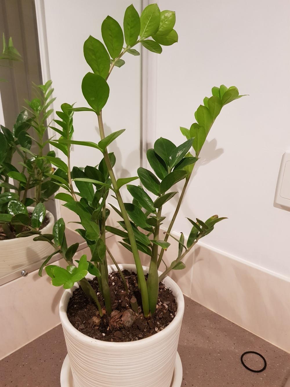 ZZ plant has brown tips in the Houseplants forum