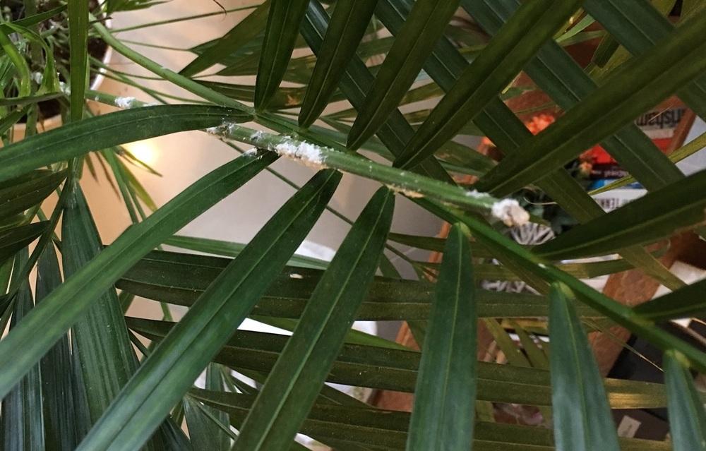 Can anyone identify the pest on this Areca plant? in the All Things ...