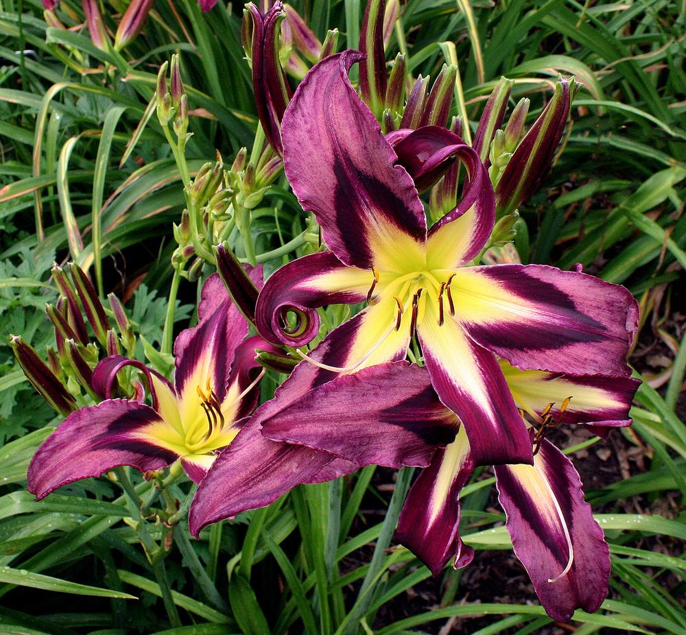 Daylily (Hemerocallis 'When Cats Go Bad') in the Daylilies Database