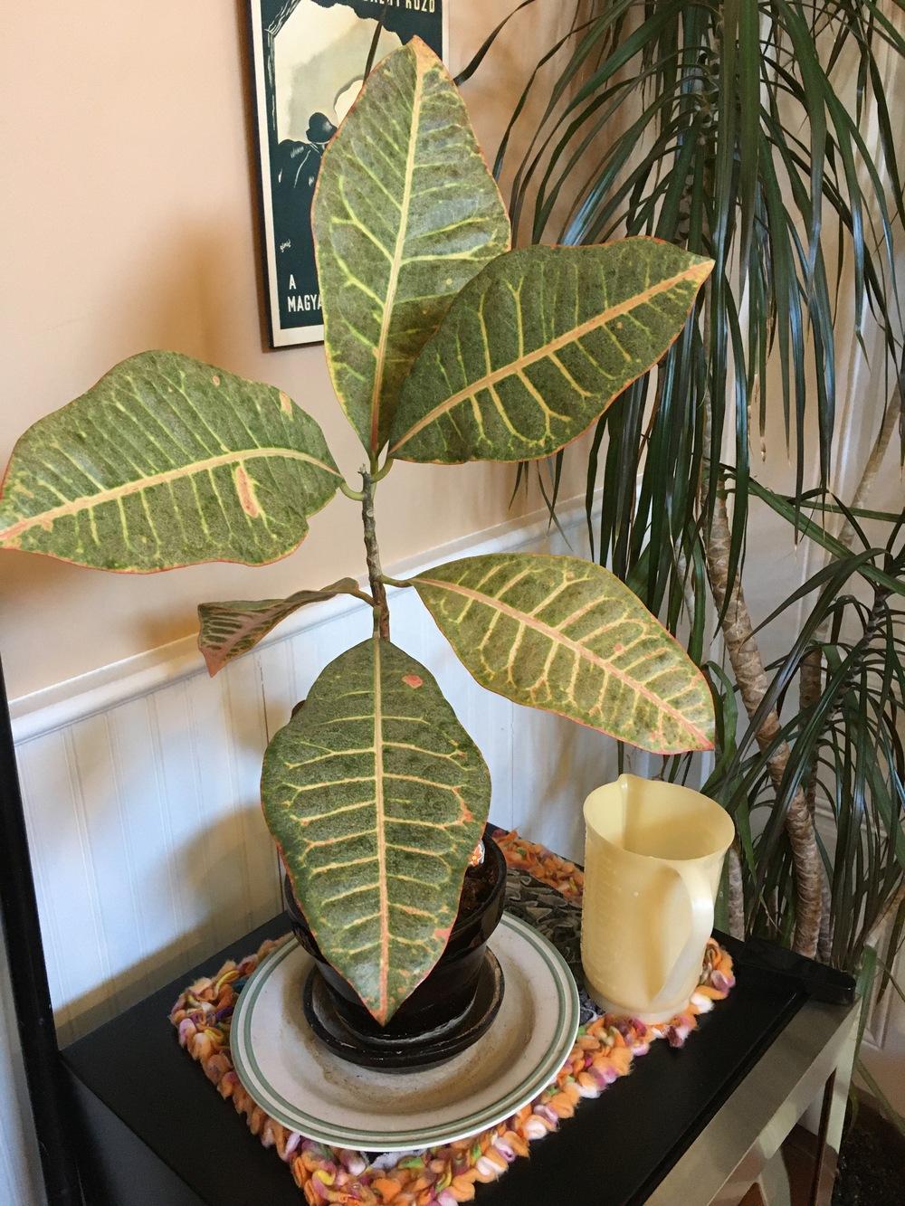 Poor Dying Croton! in the Ask a Question forum