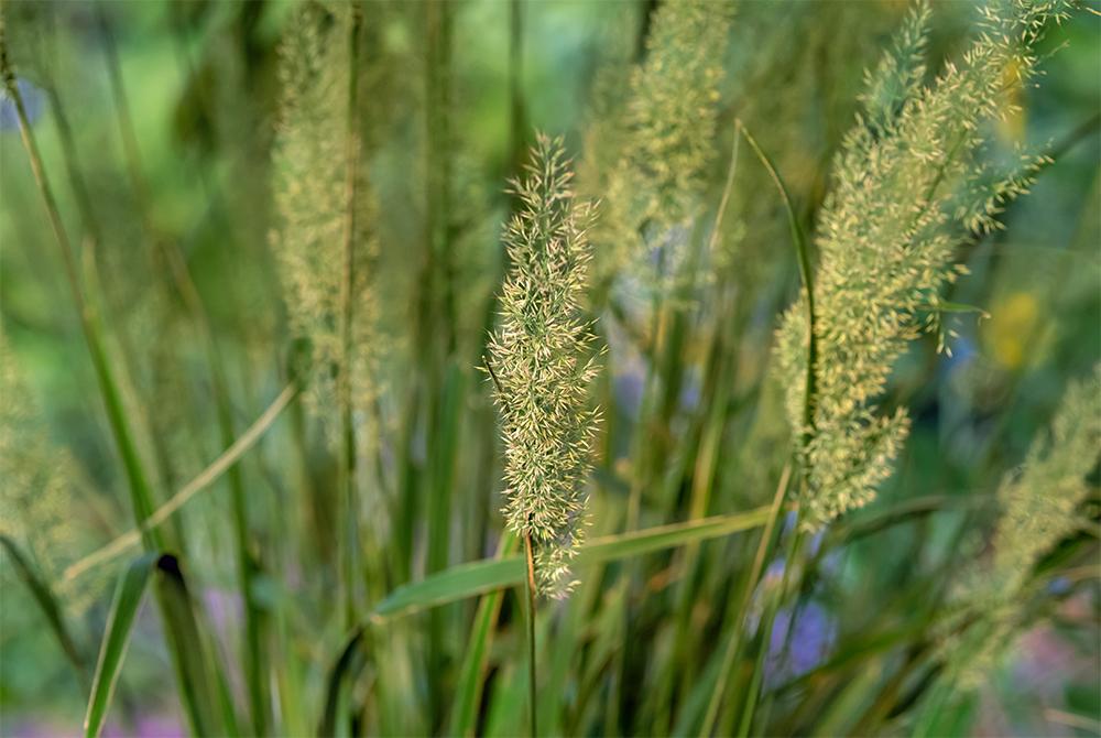 Diamond Grass (Calamagrostis brachyathera) - Garden.org