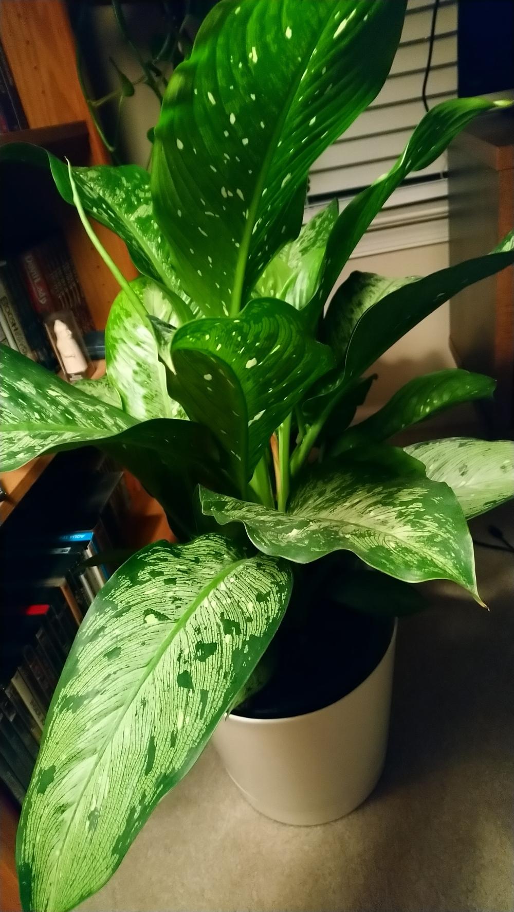 Dumb Cane browning new leaves in the Ask a Question forum