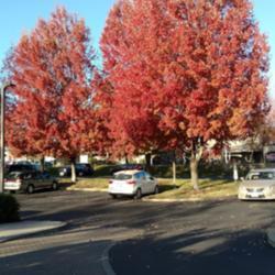 Location: Placerville, CA
Date: 2019-11-20
Fall foliage.