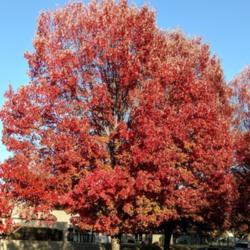 Location: Placerville, CA
Date: 2019-11-20
Fall foliage.
